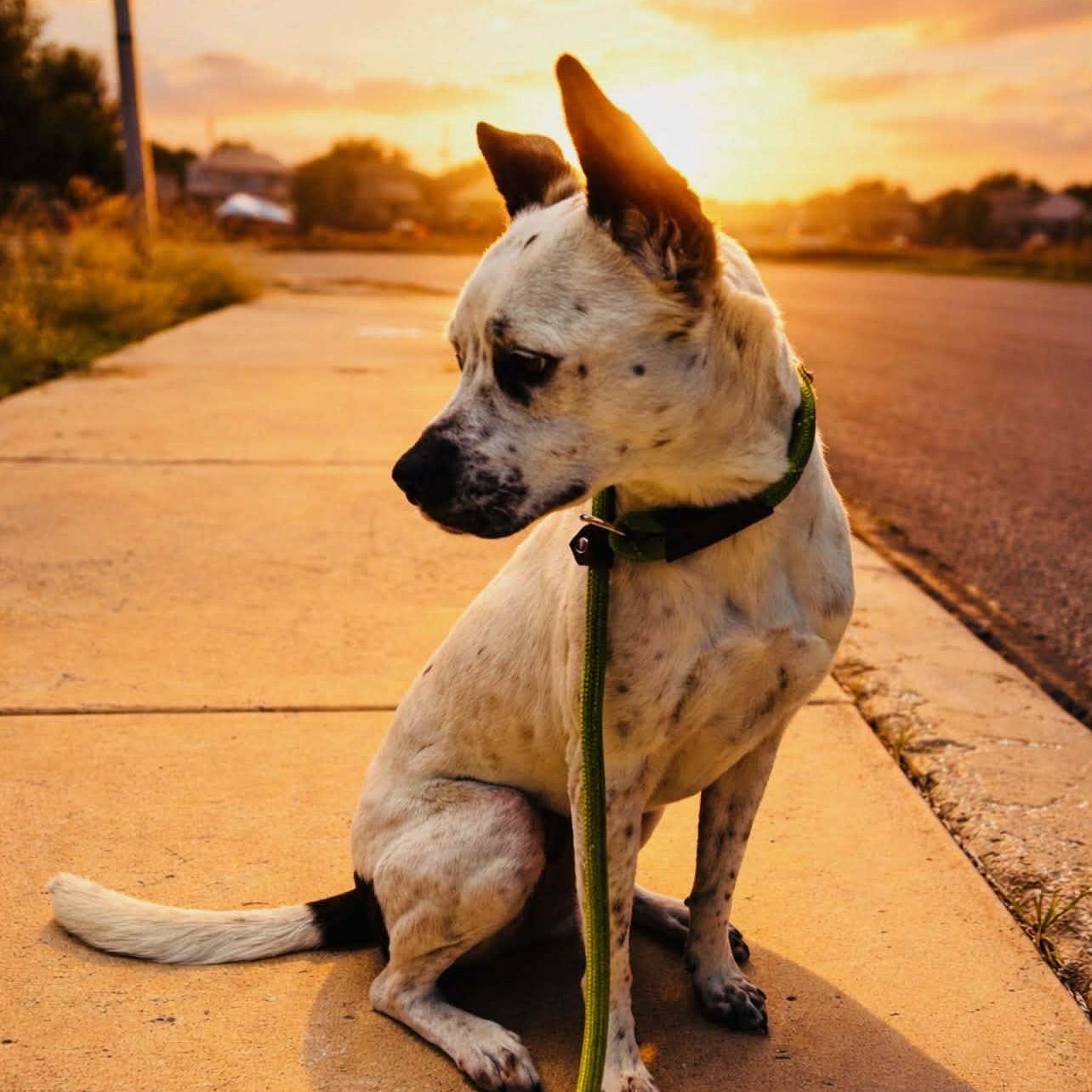 Willow, a ADOPTABLE mixed breed in Williston, VT image 3/5