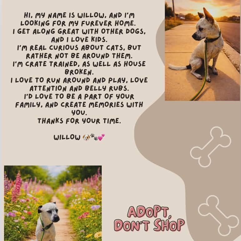 Willow, a ADOPTABLE mixed breed in Williston, VT image 4/5