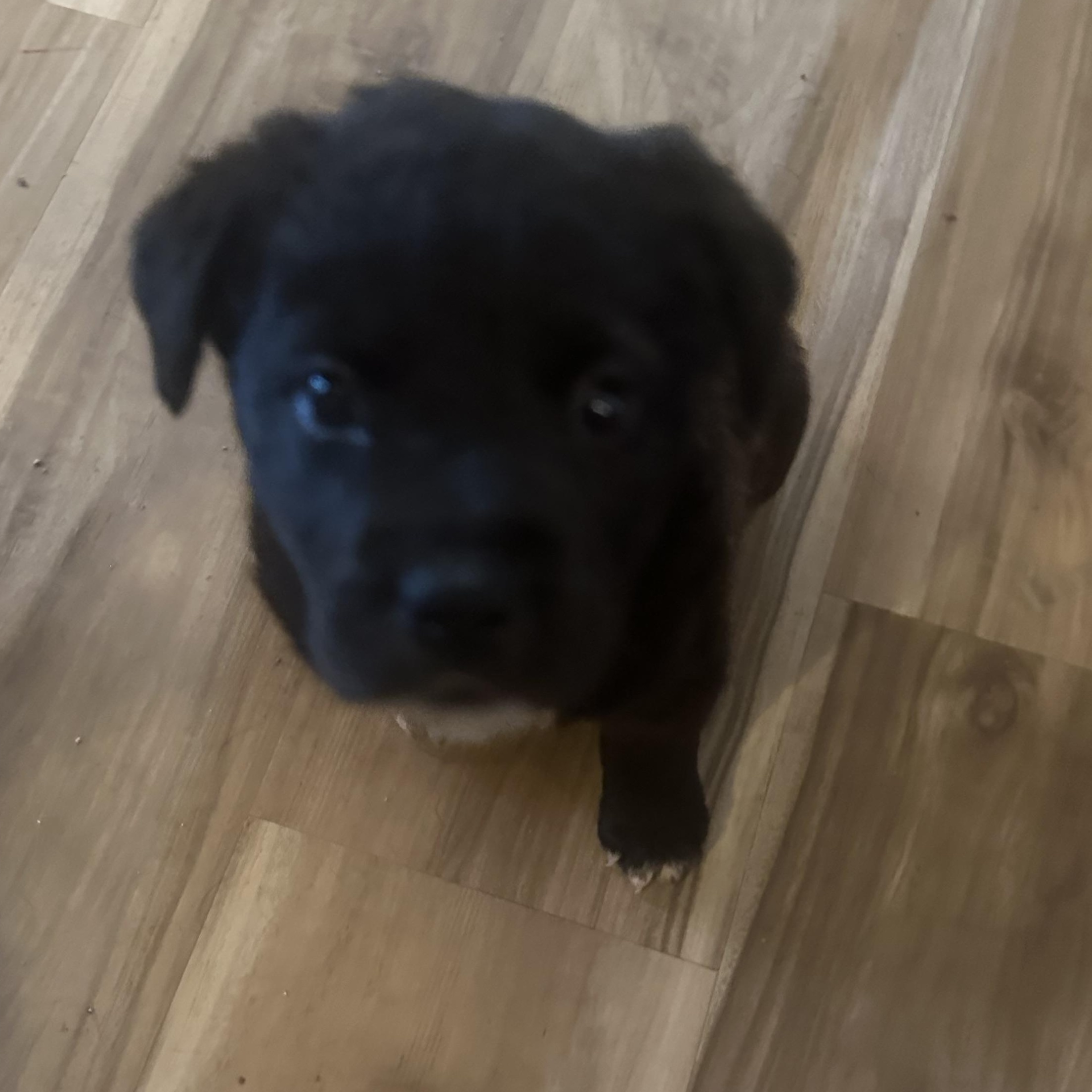 Enlarge Hansel, a Adoptable mixed breed in Oklahoma City, OK image 2/2