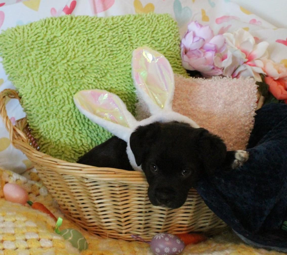 Hansel, Adoptable, Puppy Male Labrador Retriever & Chesapeake Bay Retriever.