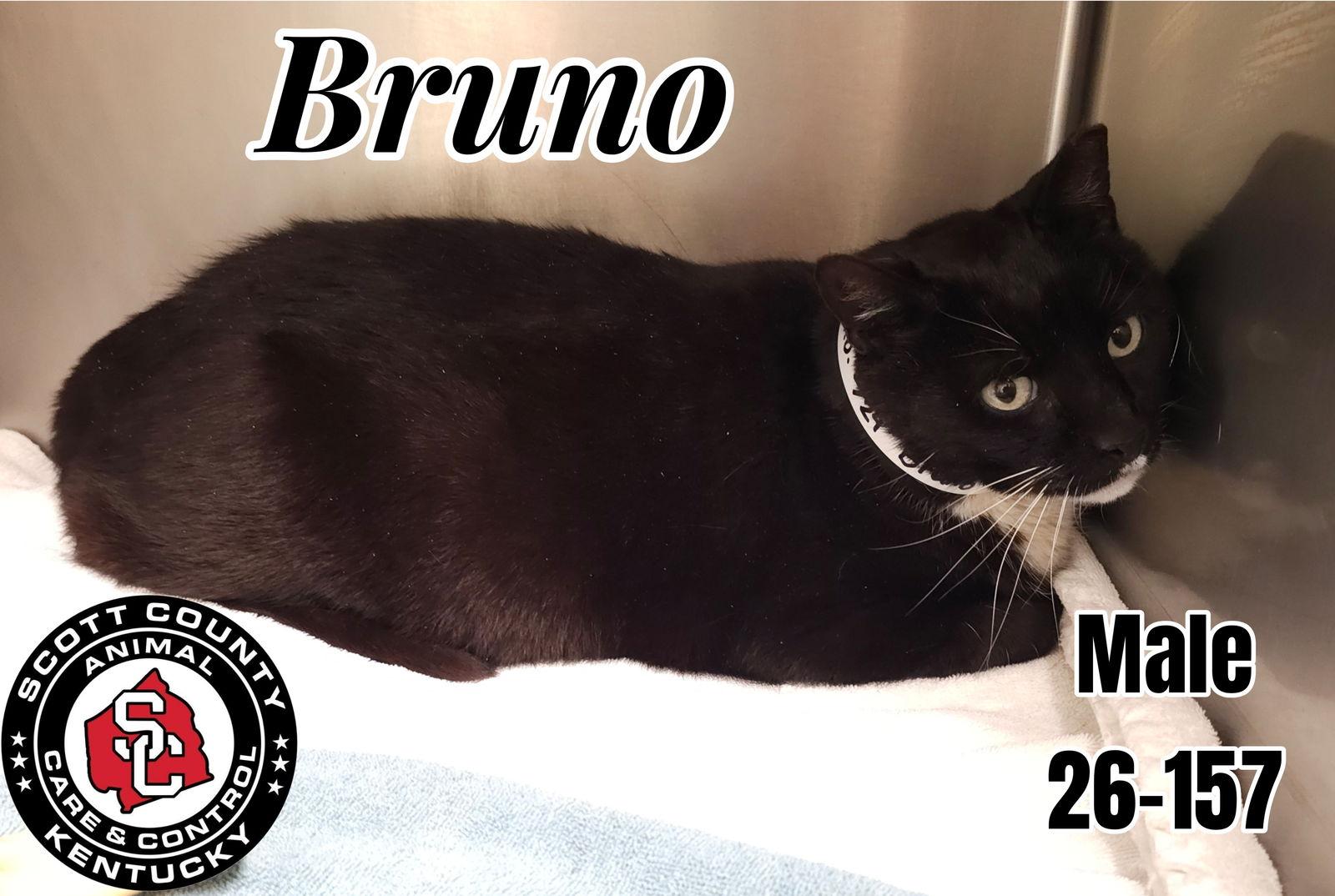 Enlarge Bruno, a Adoptable Domestic Short Hair in Georgetown, KY image 1/1