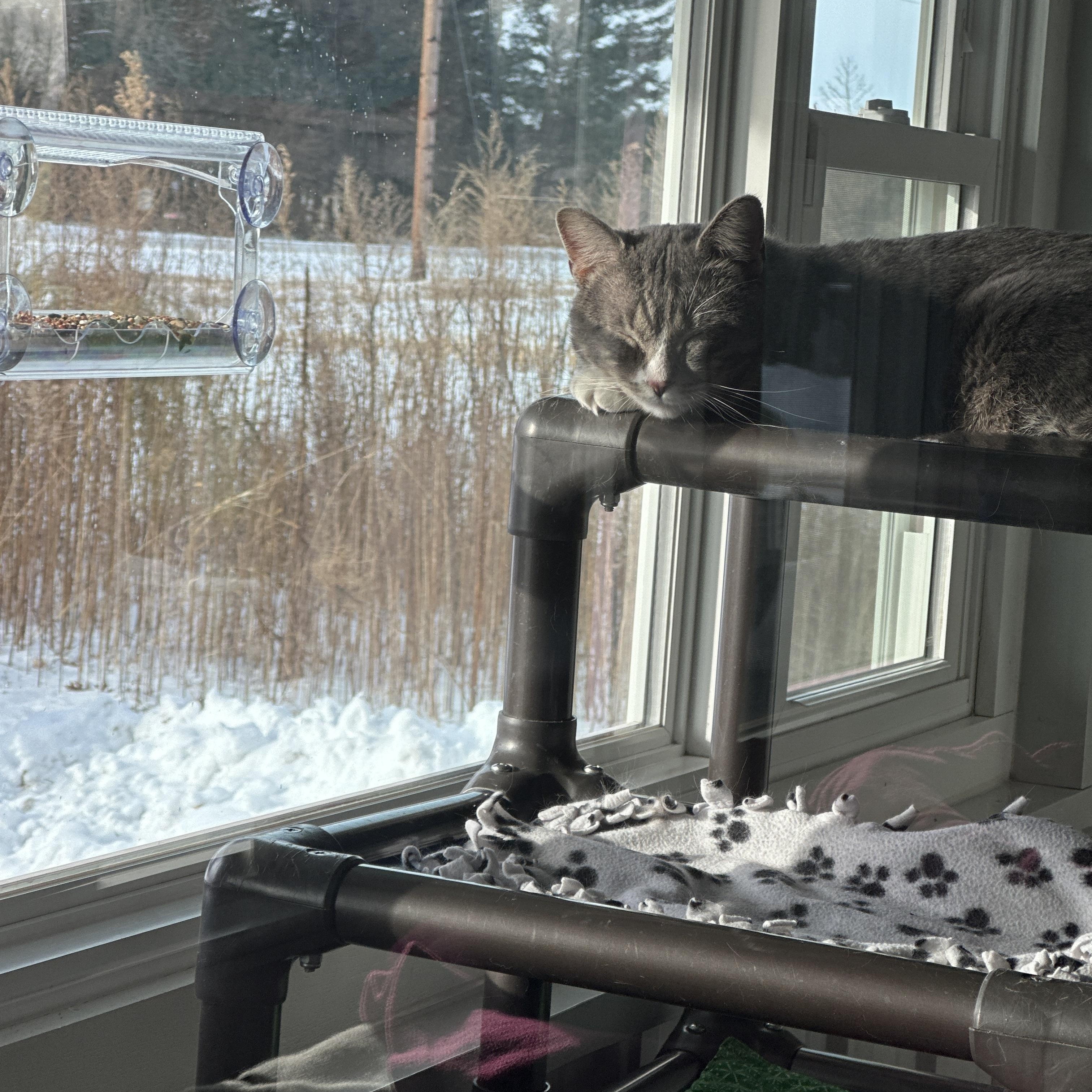 Enlarge Remee, a ADOPTABLE Domestic Short Hair in Mauston, WI image 2/3