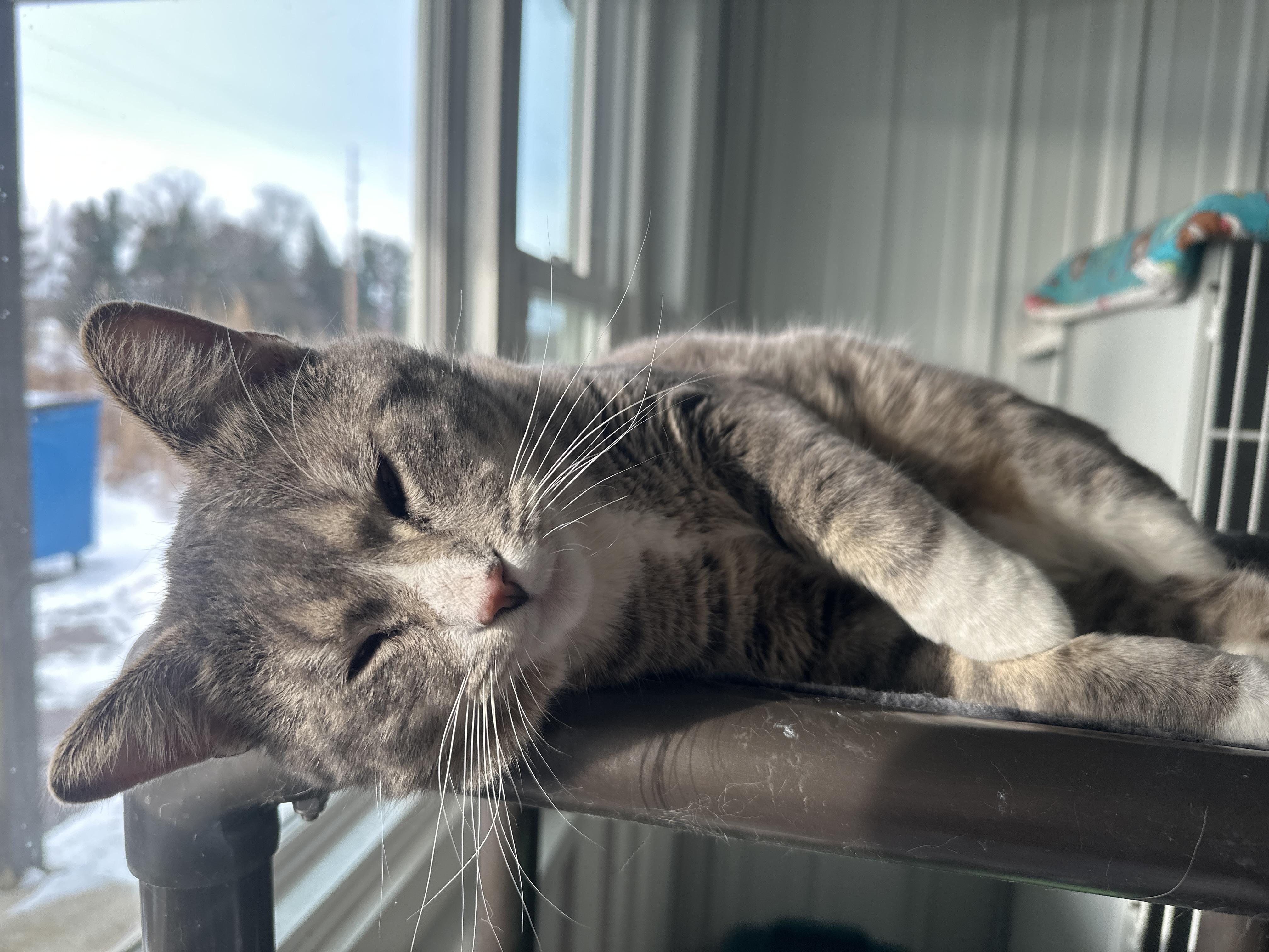 Remee, ADOPTABLE, Young Male Domestic Short Hair.