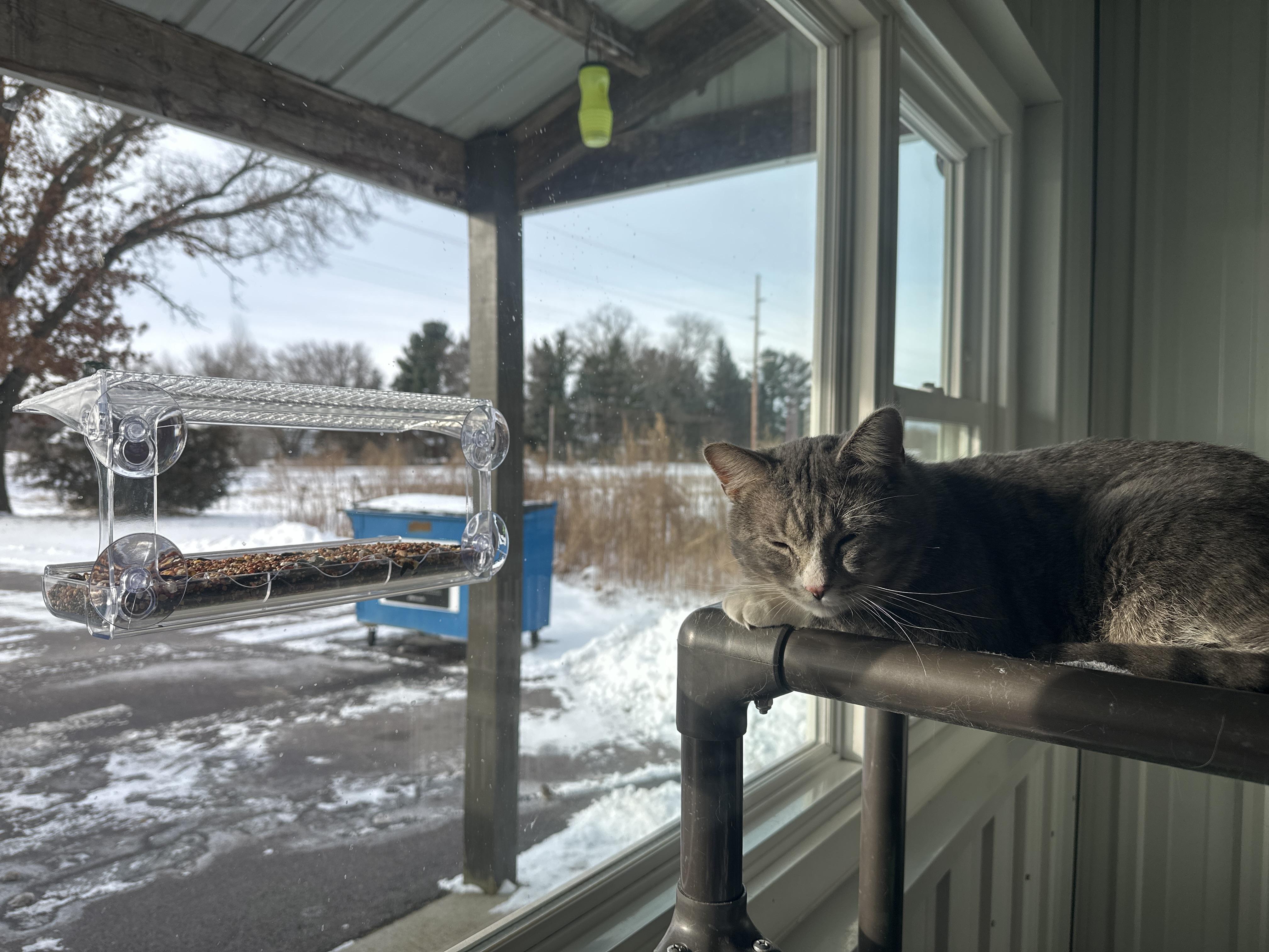 Enlarge Remee, a ADOPTABLE Domestic Short Hair in Mauston, WI image 3/3