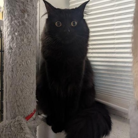 Cadbury - A cool boy, ADOPTABLE, Young Male Domestic Long Hair.