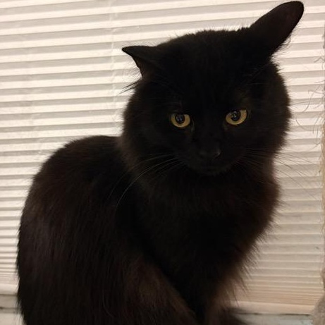 Cadbury - A cool boy, a ADOPTABLE Domestic Long Hair in Braintree, MA image 2/5