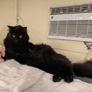 Enlarge Cadbury - A cool boy, a ADOPTABLE Domestic Long Hair in Braintree, MA image 4/6