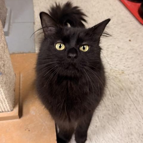 Enlarge Cadbury - A cool boy, a ADOPTABLE Domestic Long Hair in Braintree, MA image 2/6