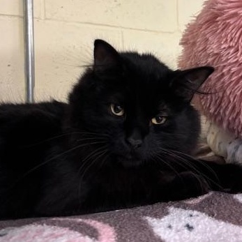 Cadbury - A cool boy, ADOPTABLE, Young Male Domestic Long Hair.