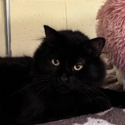 Cadbury - A cool boy, a ADOPTABLE Domestic Long Hair in Braintree, MA image 4/5