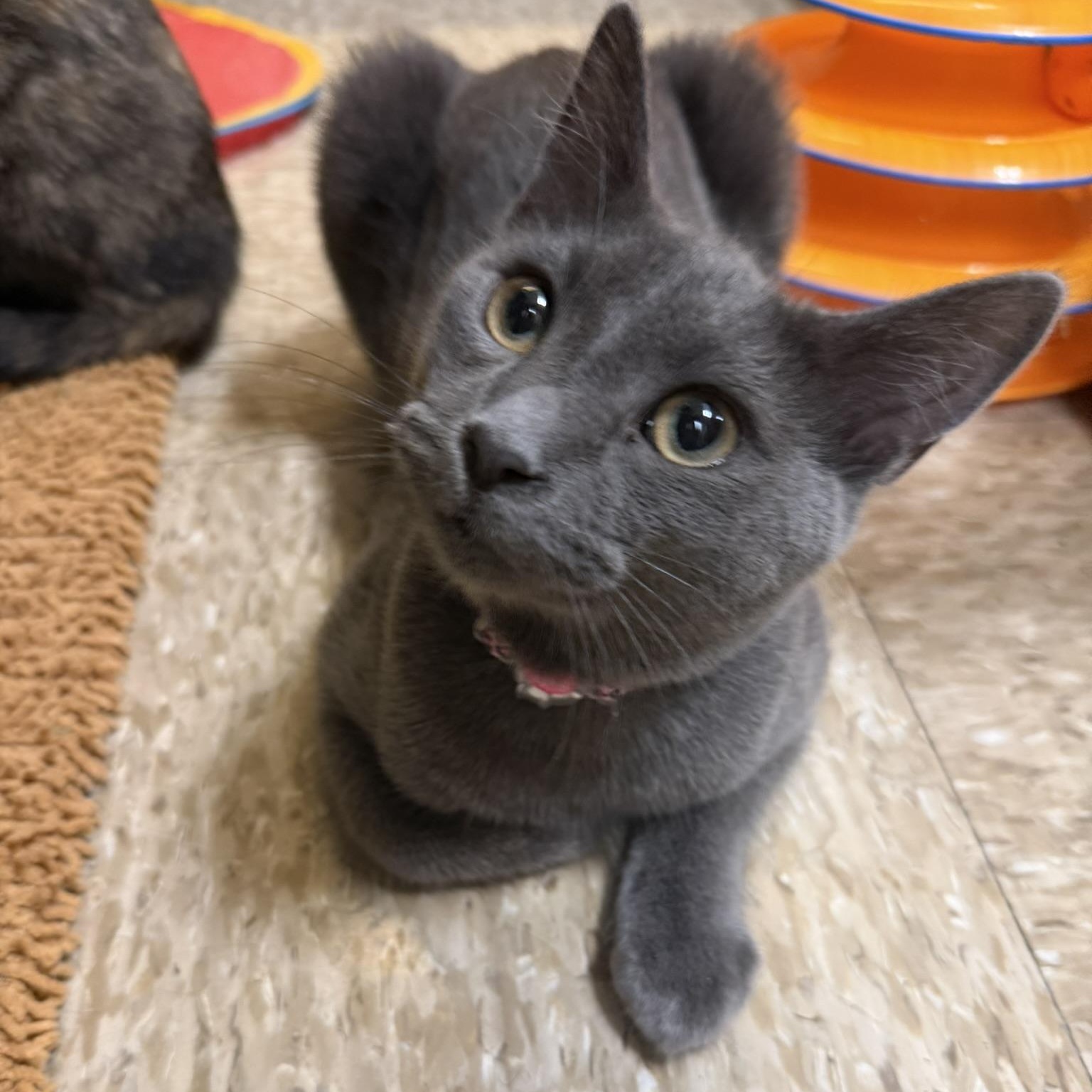 Dove, ADOPTABLE, Kitten Female Domestic Short Hair.