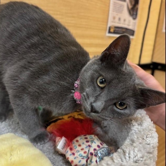 Dove, a ADOPTABLE Domestic Short Hair in atlanta, GA image 3/3