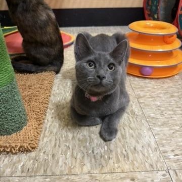 Dove, a ADOPTABLE Domestic Short Hair in atlanta, GA image 2/3