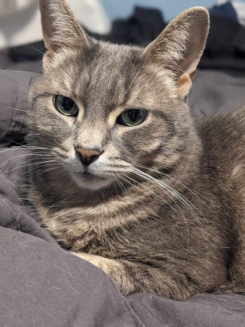 Luna, a Adopted Domestic Short Hair in London, ON image 1/12