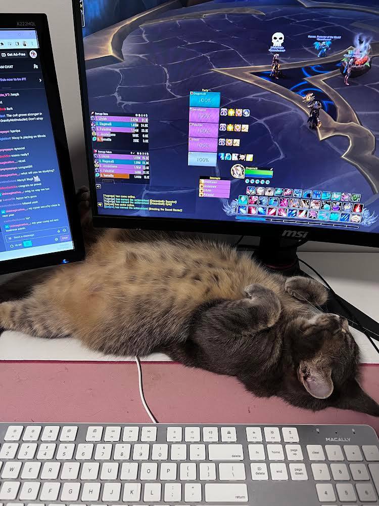 Luna, a Adopted Domestic Short Hair in London, ON image 2/12