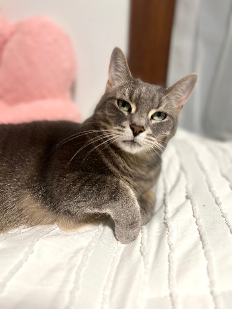 Luna, a Adopted Domestic Short Hair in London, ON image 3/12