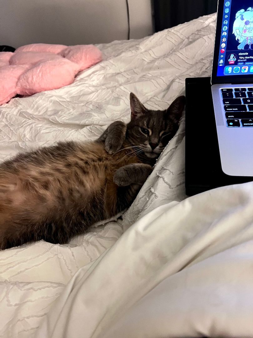 Luna, a Adopted Domestic Short Hair in London, ON image 4/12