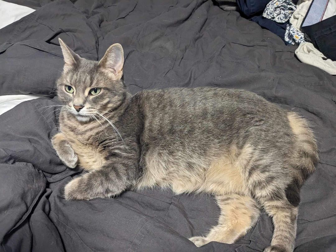 Luna, a Adopted Domestic Short Hair in London, ON image 5/12