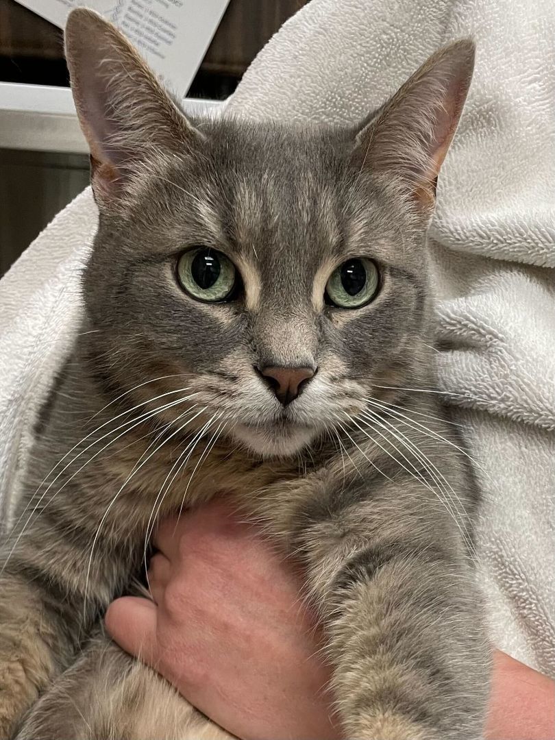 Luna, a Adopted Domestic Short Hair in London, ON image 6/12