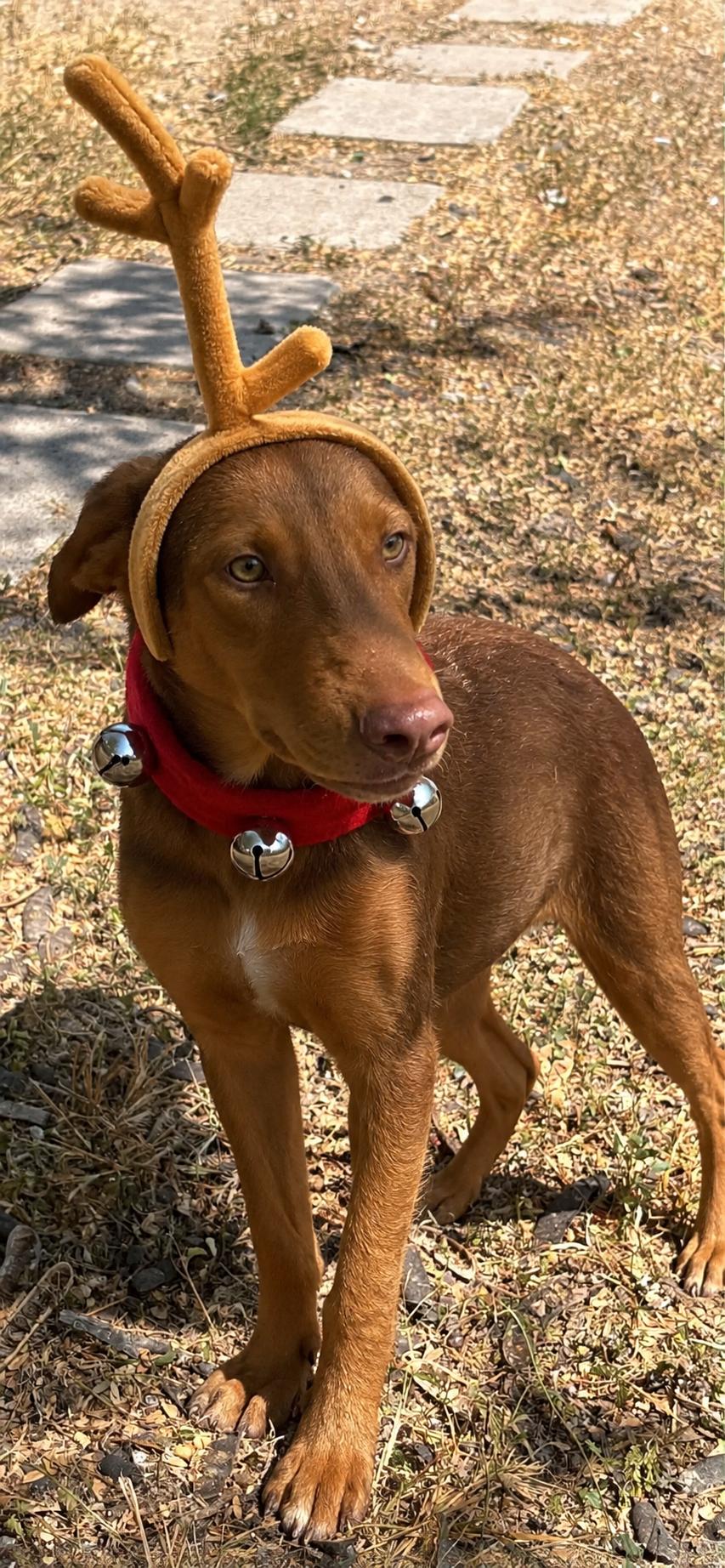 Enlarge Max, a Adoptable mixed breed in Glen arm , MD image 1/4