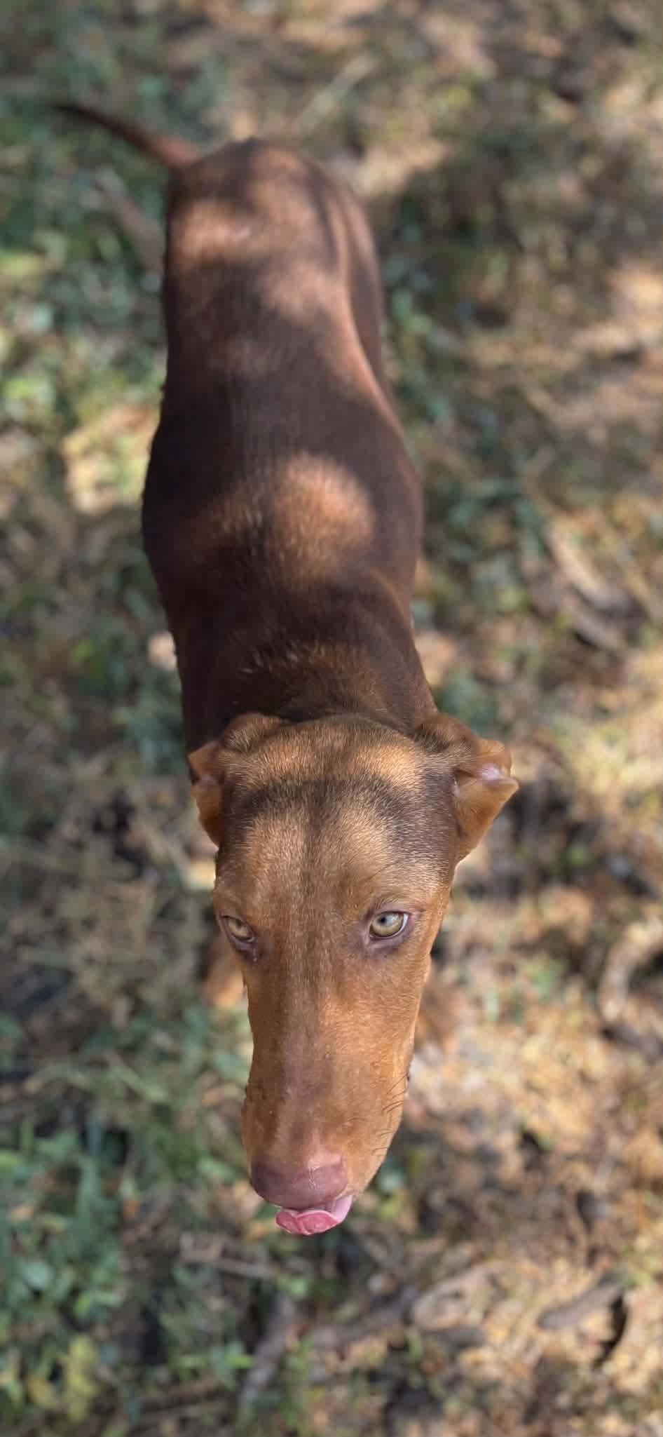 Enlarge Max, a Adoptable mixed breed in Glen arm , MD image 2/4