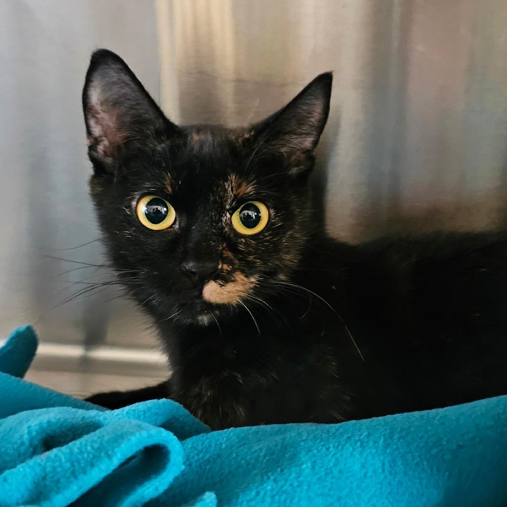 Luna, Adoptable, Adult Female Domestic Short Hair.