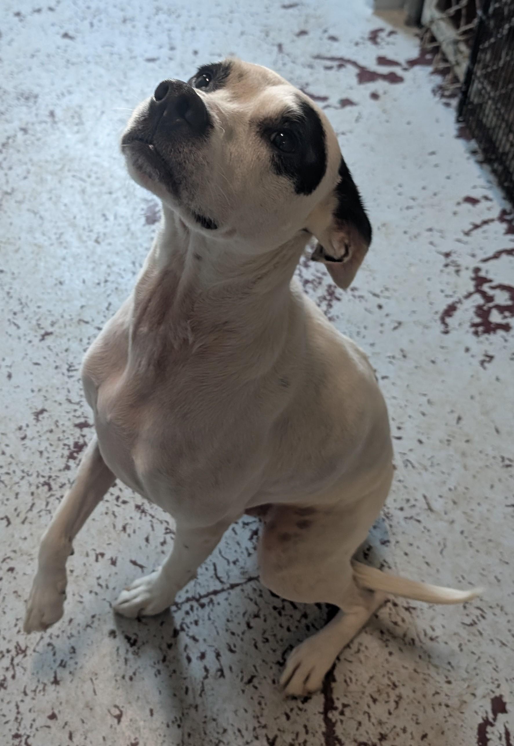 Kirby, an adoptable Terrier in New Ulm, MN, 56073 | Photo Image 6