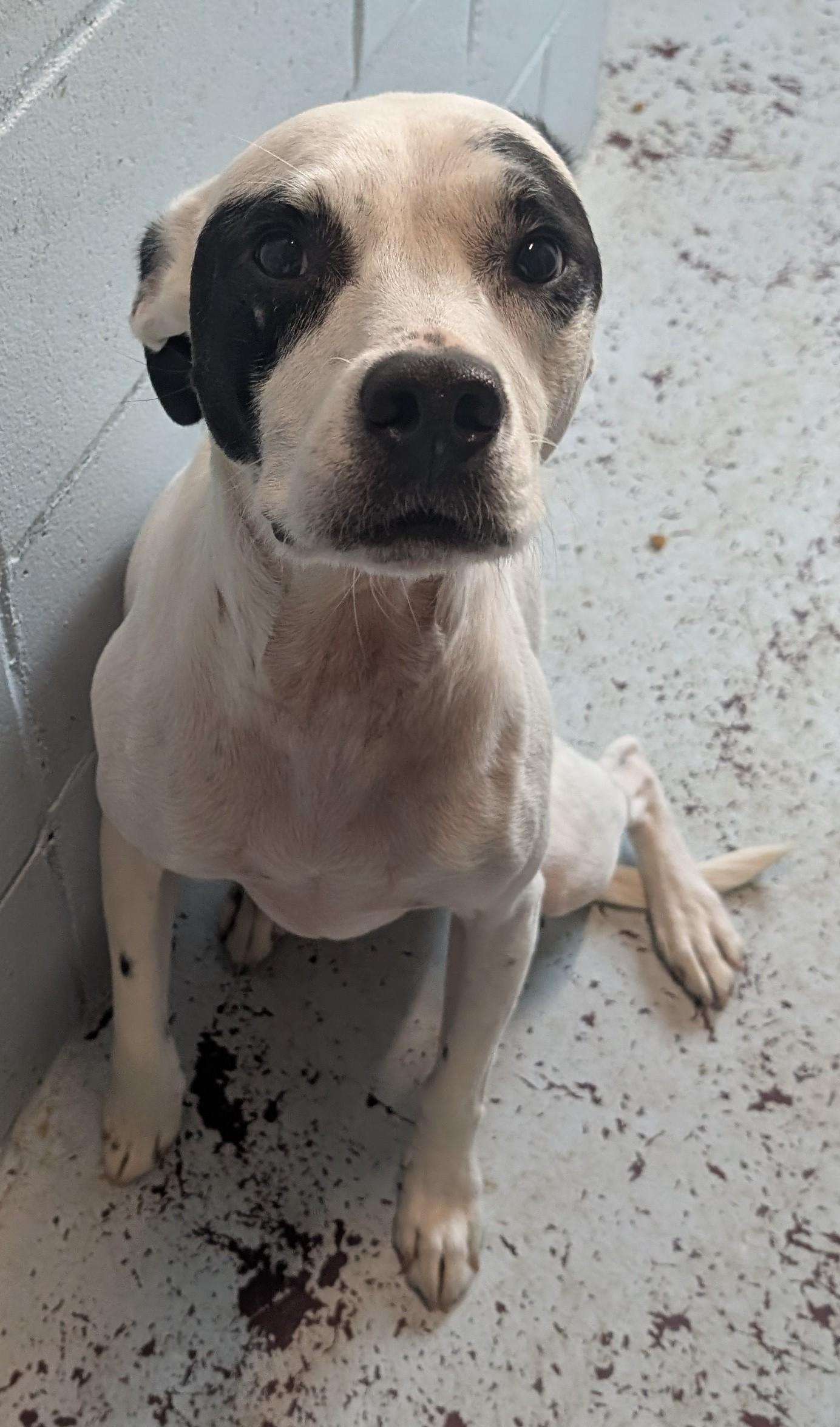 Kirby, an adoptable Terrier in New Ulm, MN, 56073 | Photo Image 4