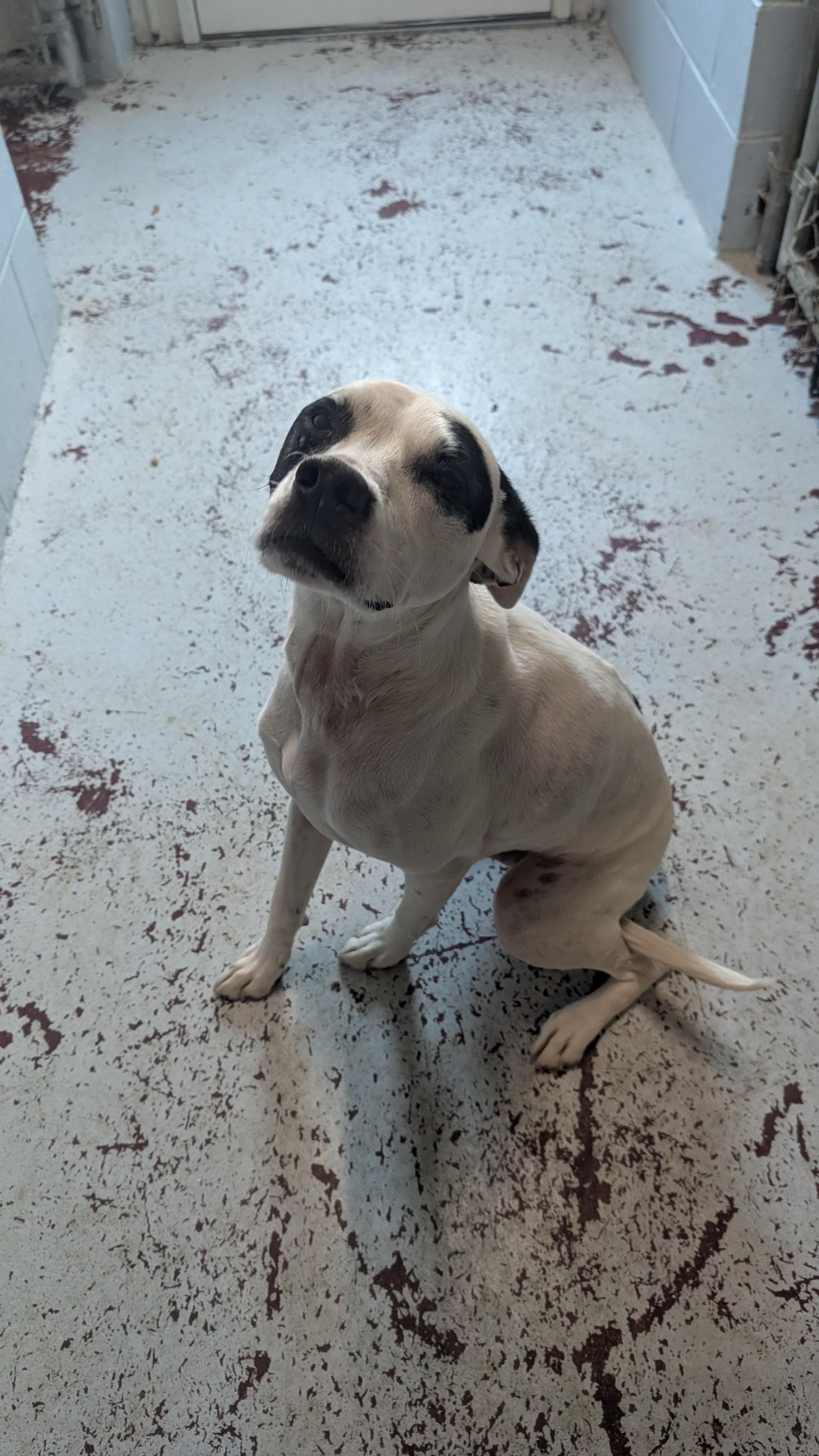 Kirby, an adoptable Terrier in New Ulm, MN, 56073 | Photo Image 5