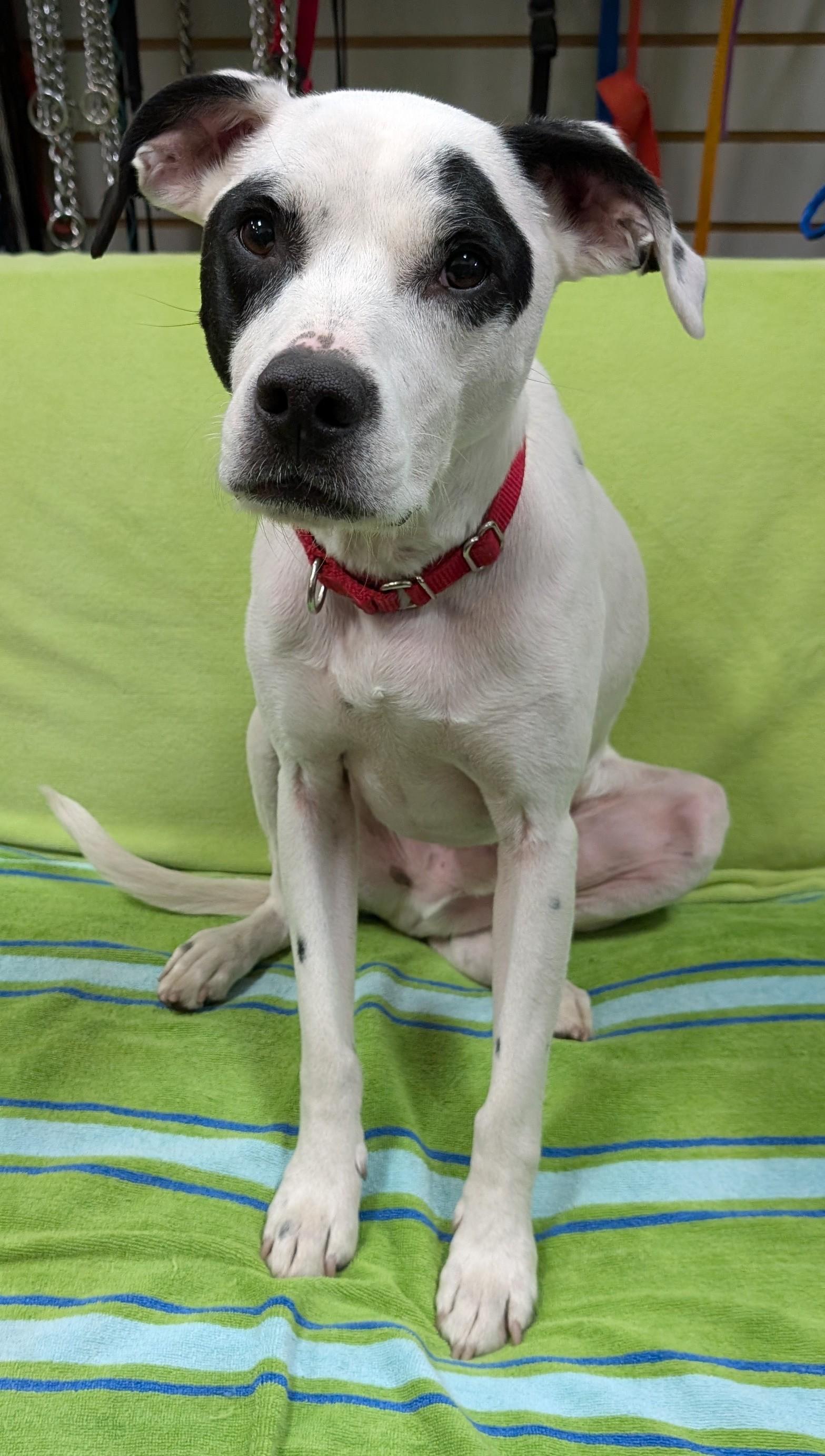 Kirby, an adoptable Terrier in New Ulm, MN, 56073 | Photo Image 1