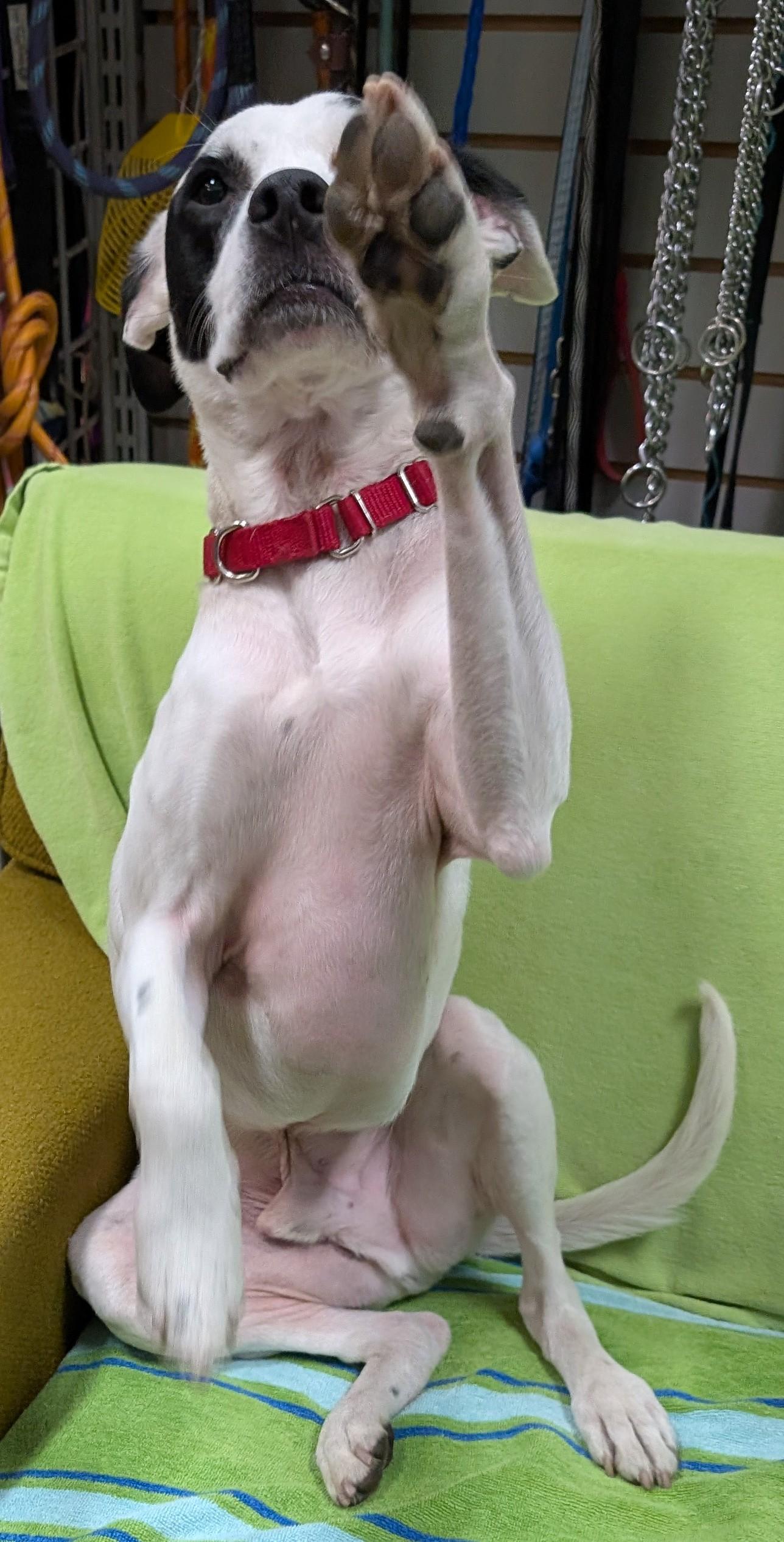 Kirby, an adoptable Terrier in New Ulm, MN, 56073 | Photo Image 3