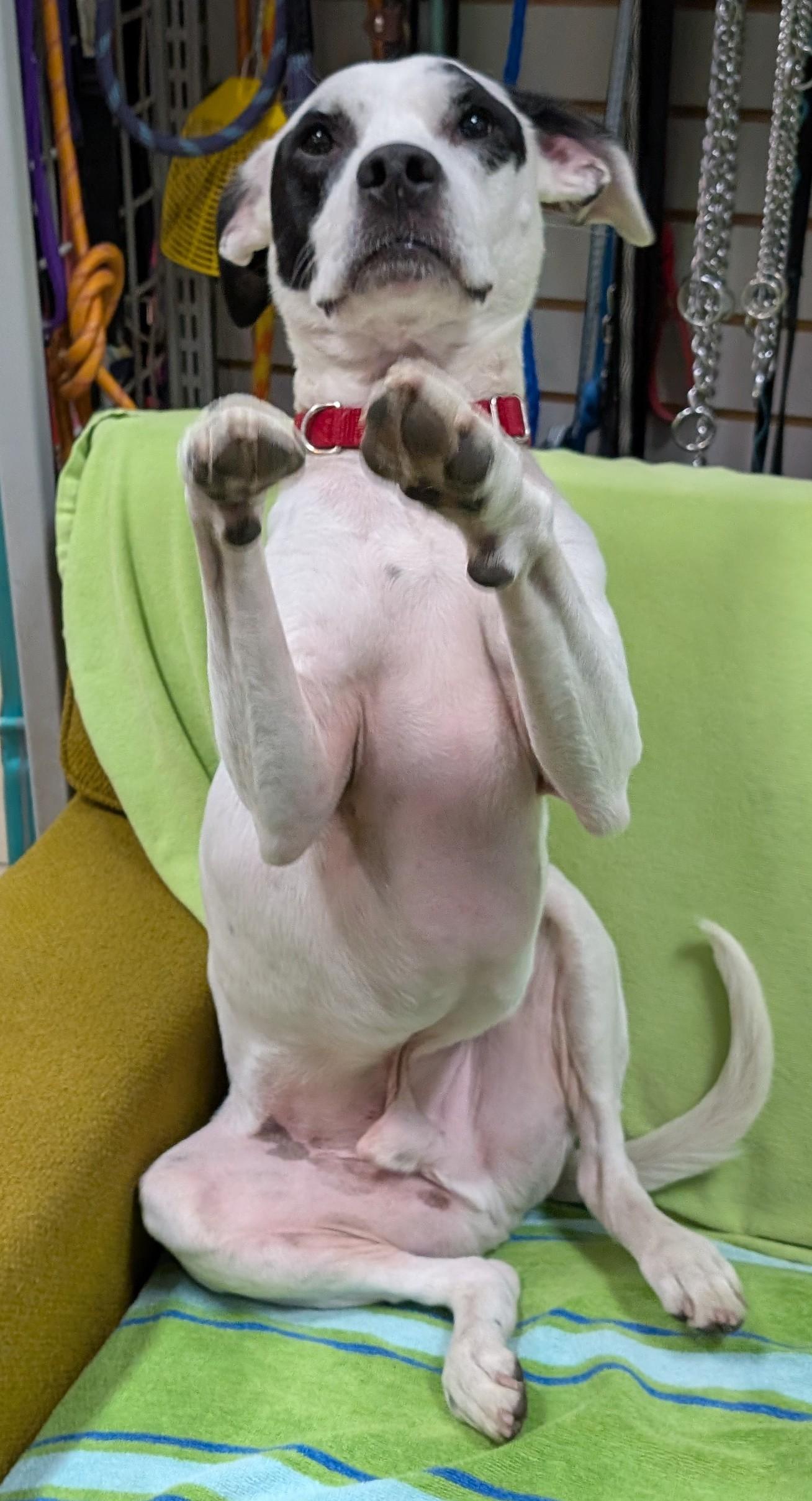 Kirby, an adoptable Terrier in New Ulm, MN, 56073 | Photo Image 2