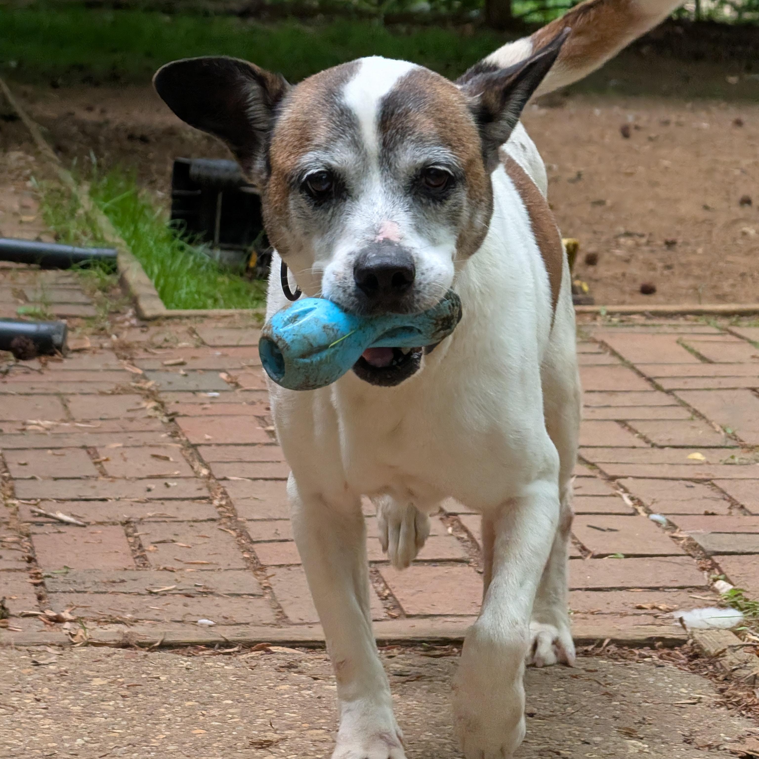Enlarge Beethoven, a ADOPTABLE mixed breed in Annapolis, MD image 2/6