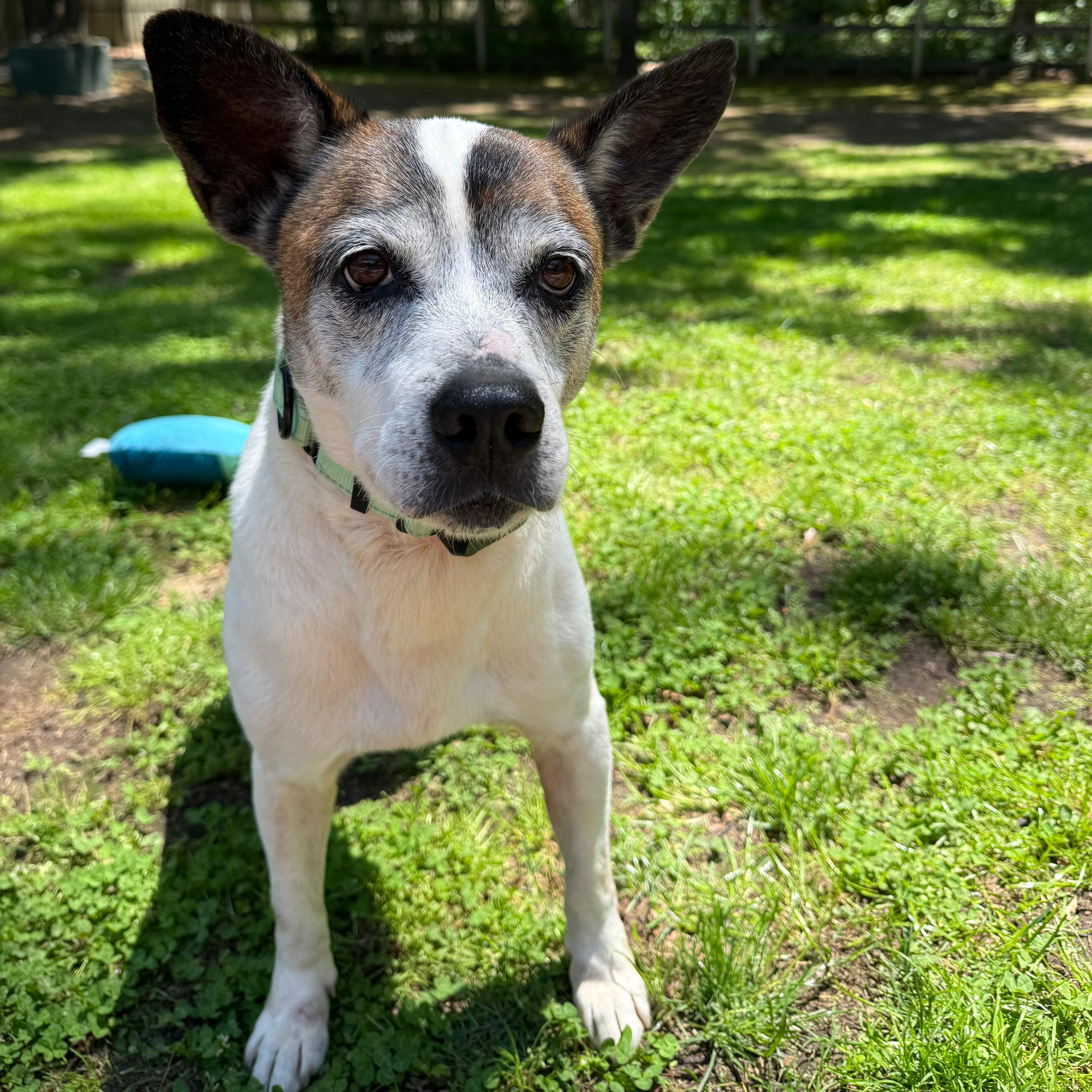 Beethoven, ADOPTABLE, Adult Male Mixed Breed.
