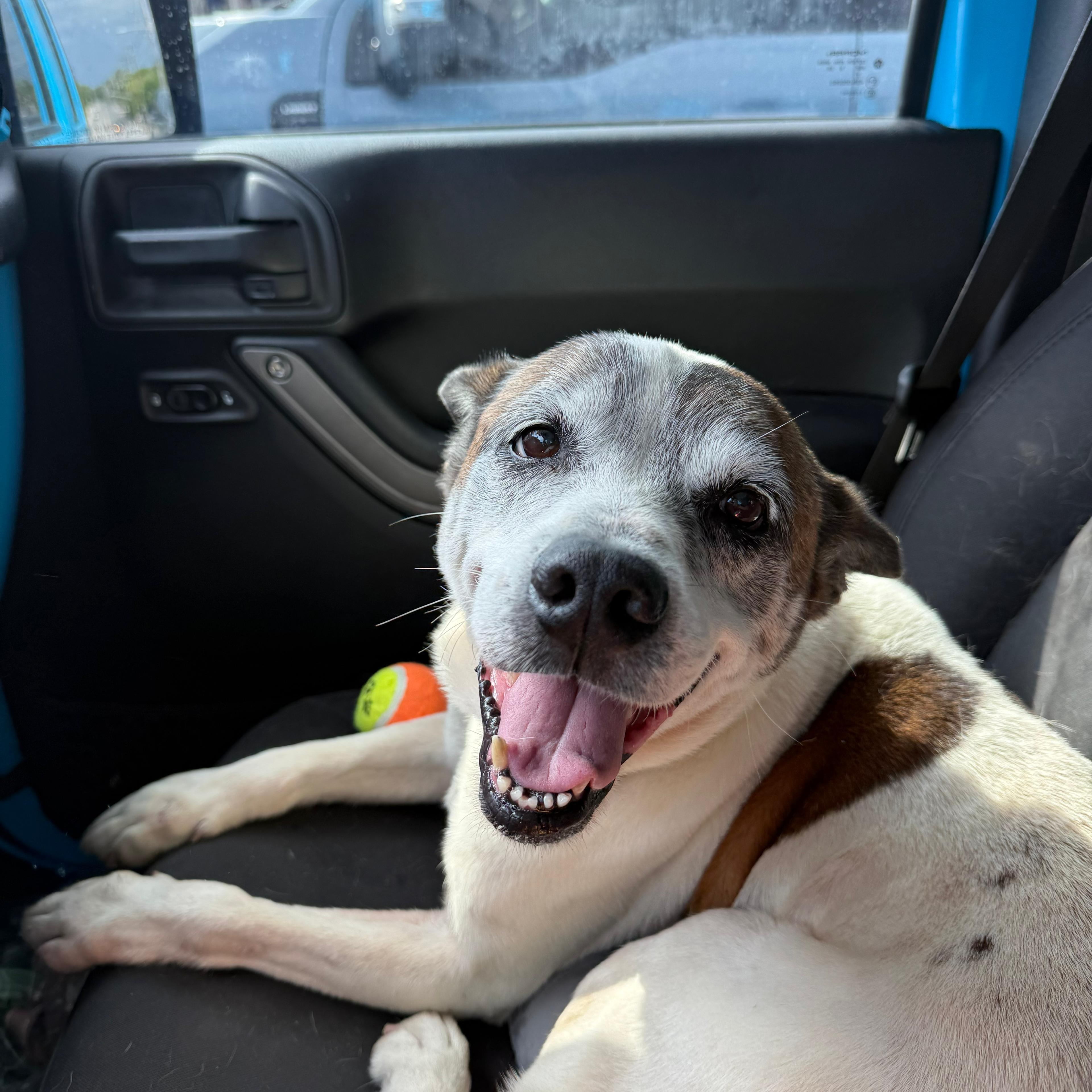 Enlarge Beethoven, a ADOPTABLE mixed breed in Annapolis, MD image 3/6