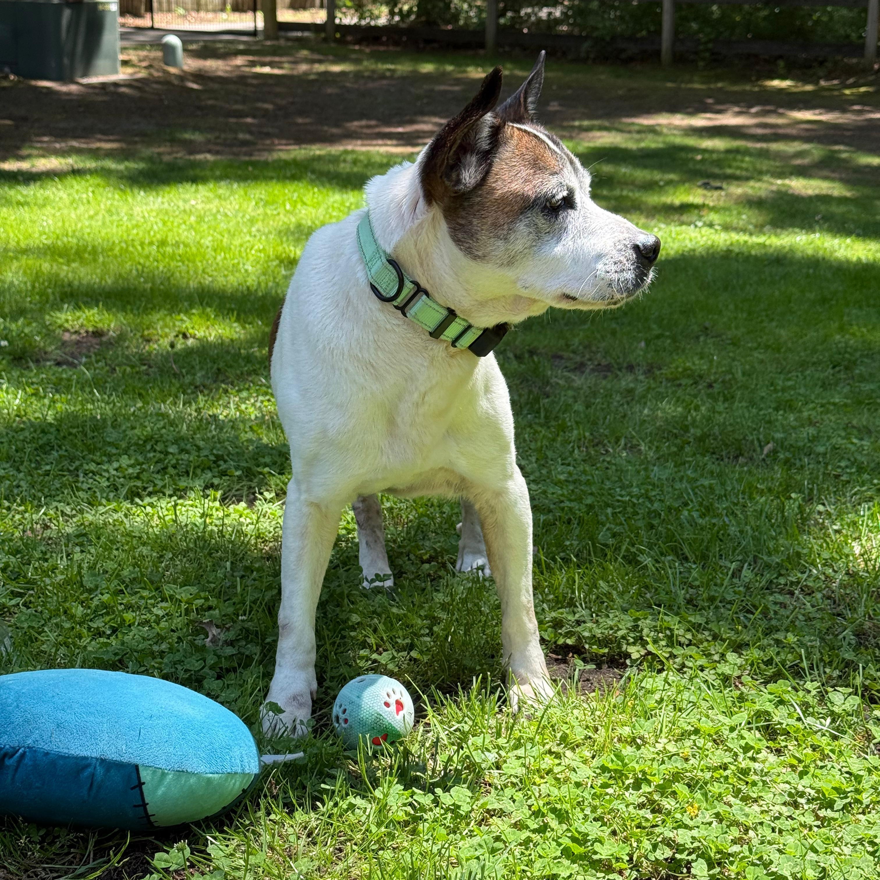 Enlarge Beethoven, a ADOPTABLE mixed breed in Annapolis, MD image 6/6