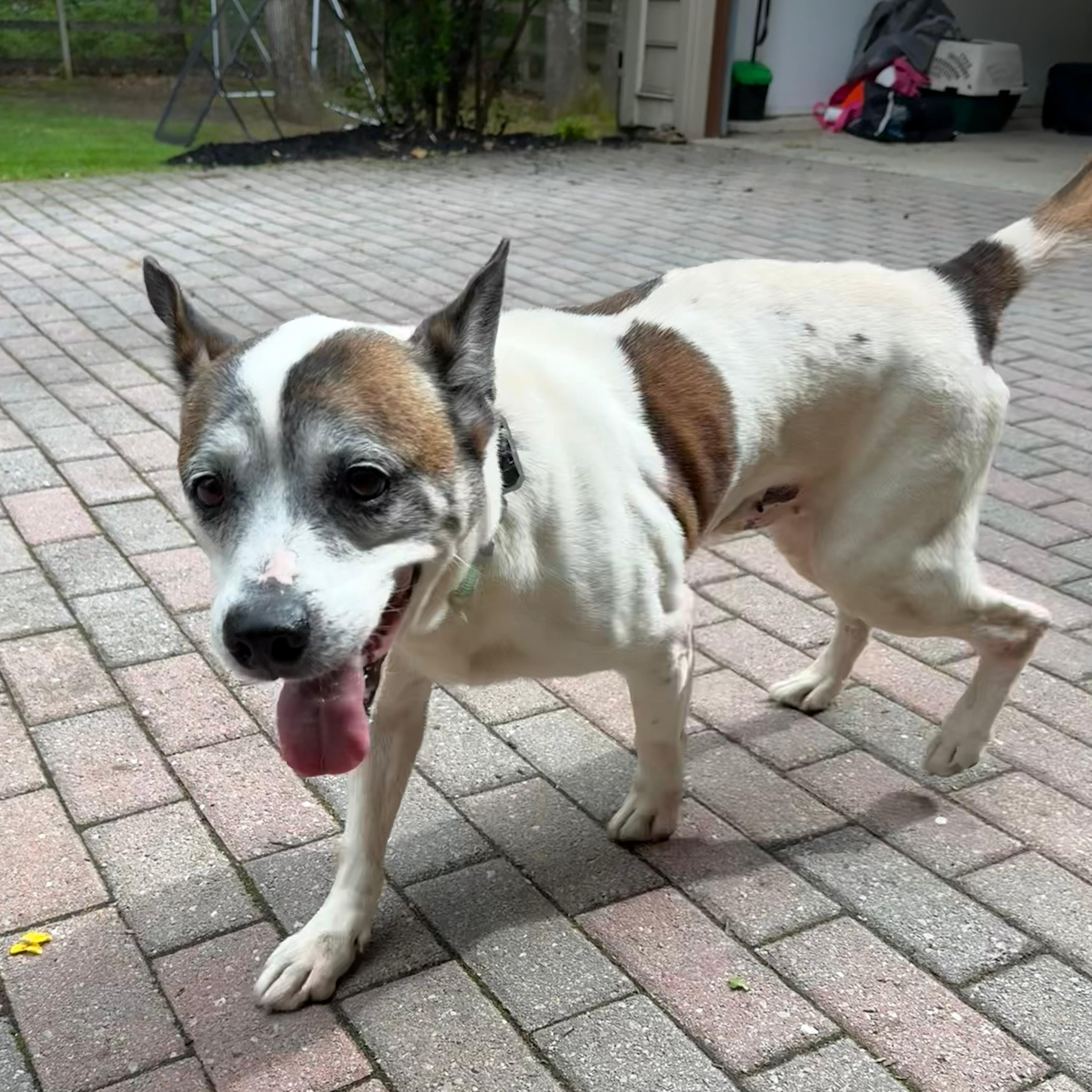 Enlarge Beethoven, a ADOPTABLE mixed breed in Annapolis, MD image 5/6