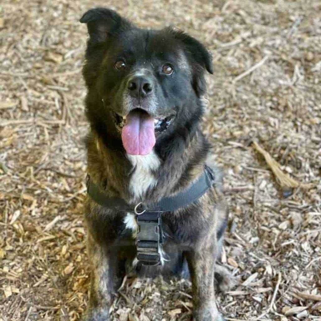 Samson — thumbnail 2