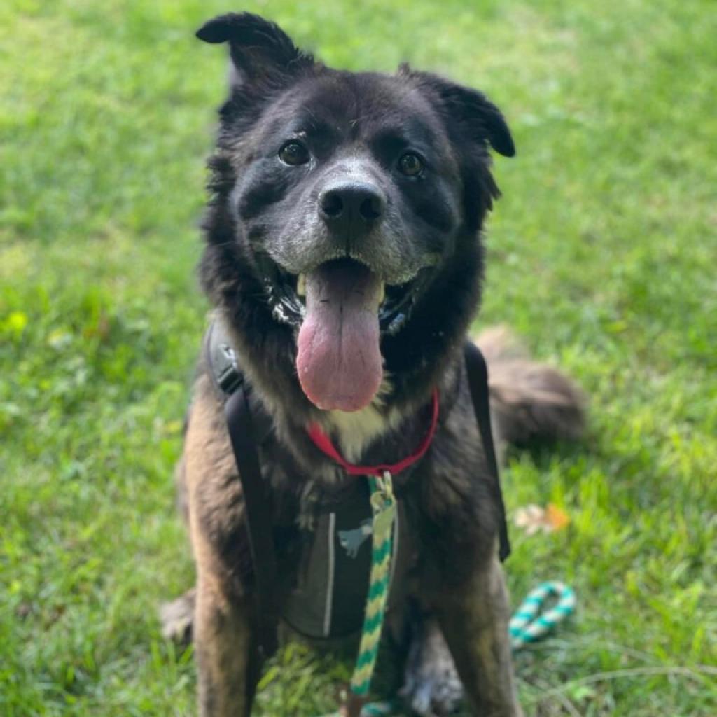 Samson — thumbnail 3