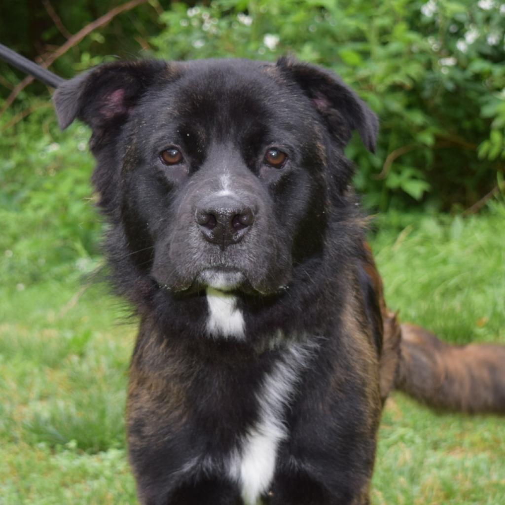 Samson — thumbnail 4