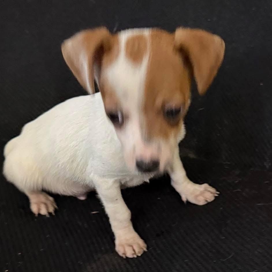 Enlarge The Count, a Adoptable mixed breed in Fresno, CA image 4/4
