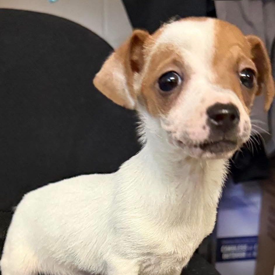 Enlarge The Count, a Adoptable mixed breed in Fresno, CA image 2/4