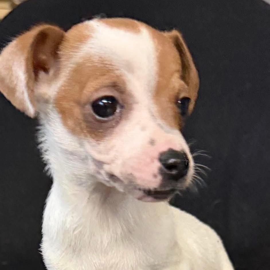 Enlarge The Count, a Adoptable mixed breed in Fresno, CA image 3/4