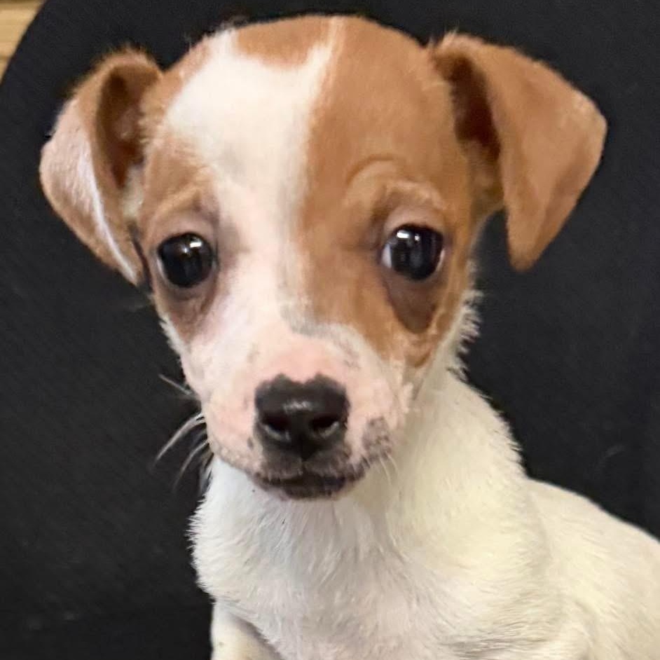 The Count, Adoptable, Puppy Male Chihuahua & Terrier.