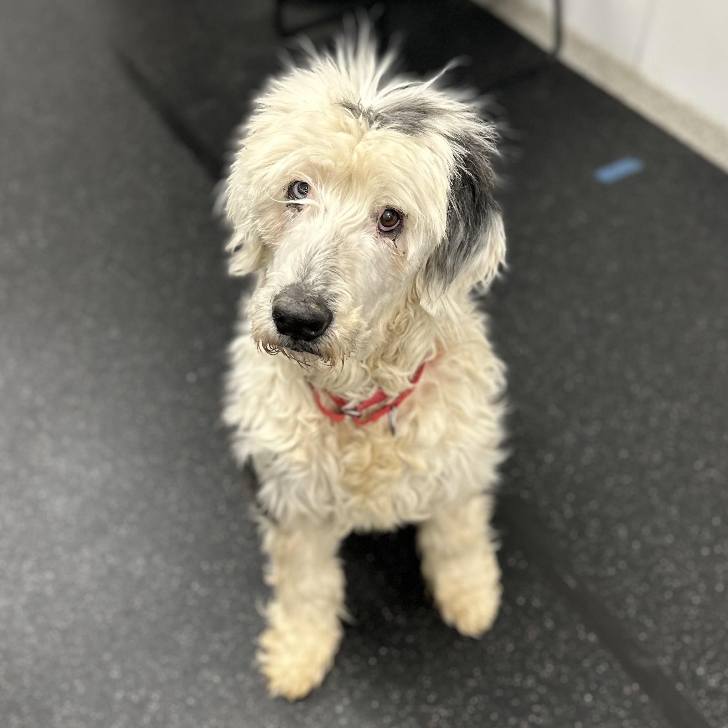 Sky, adopted, Senior Female Old English Sheepdog.