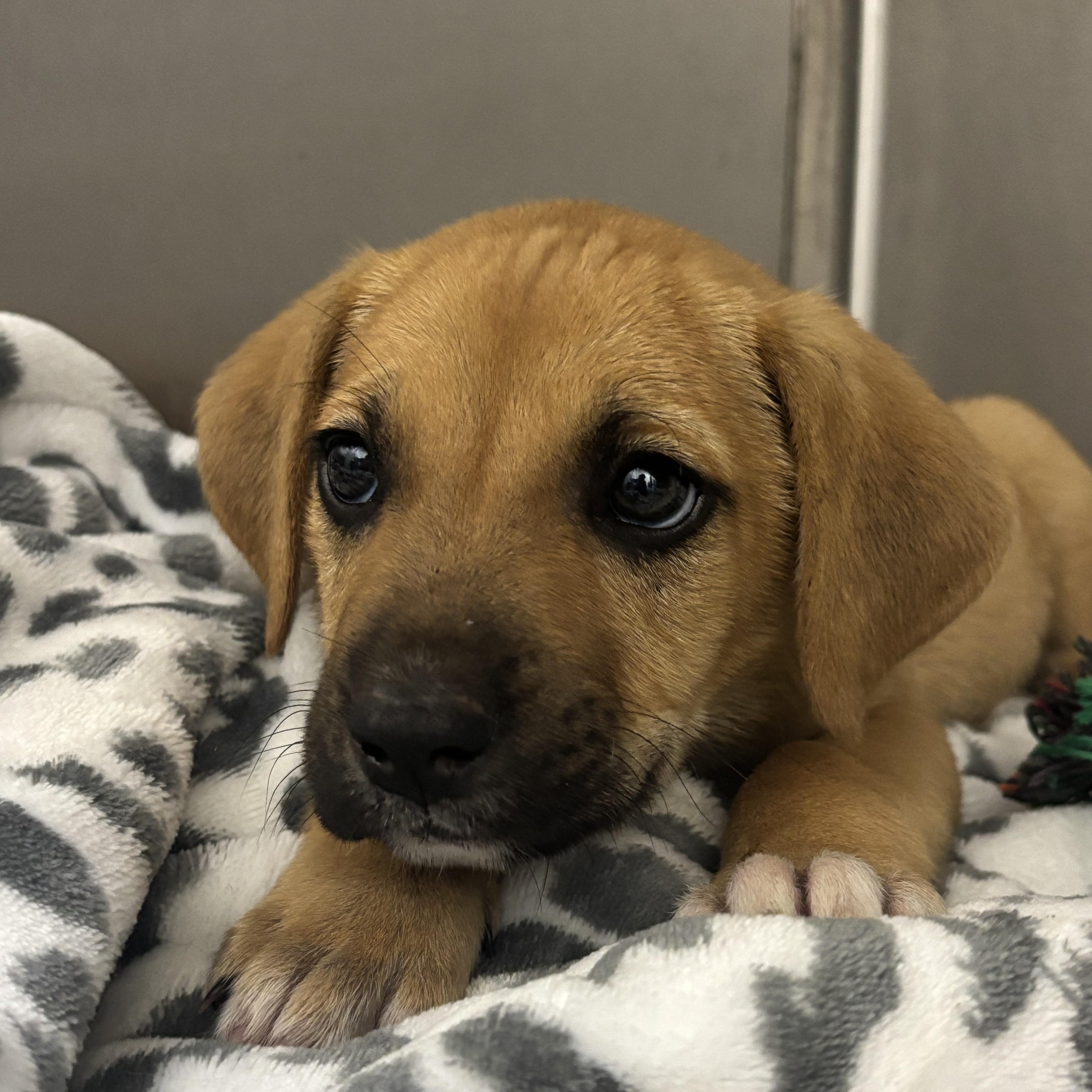 Tucker, an adoptable mixed breed in Collierville, TN image 4/5