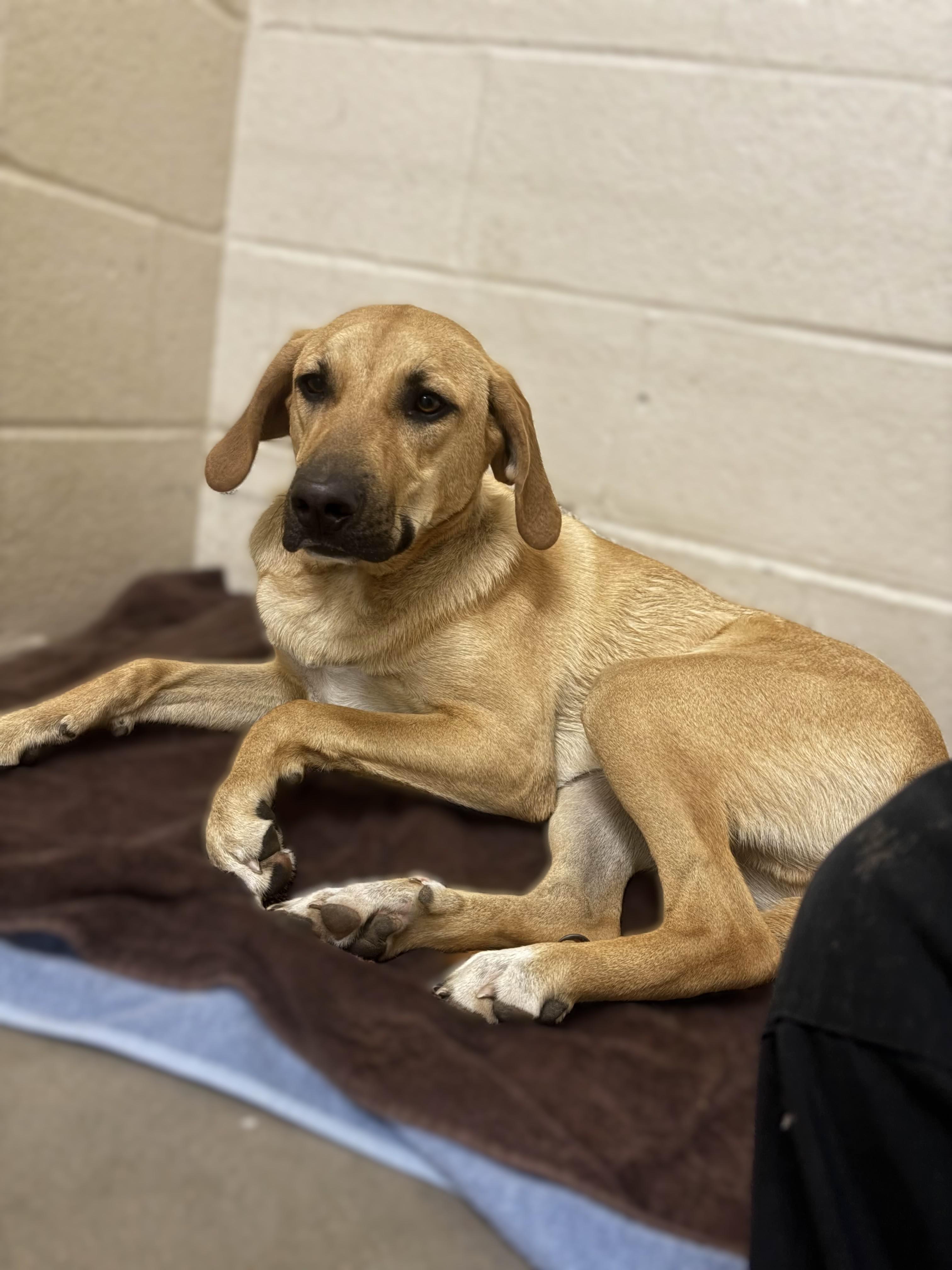Tucker, an adoptable mixed breed in Collierville, TN image 1/5