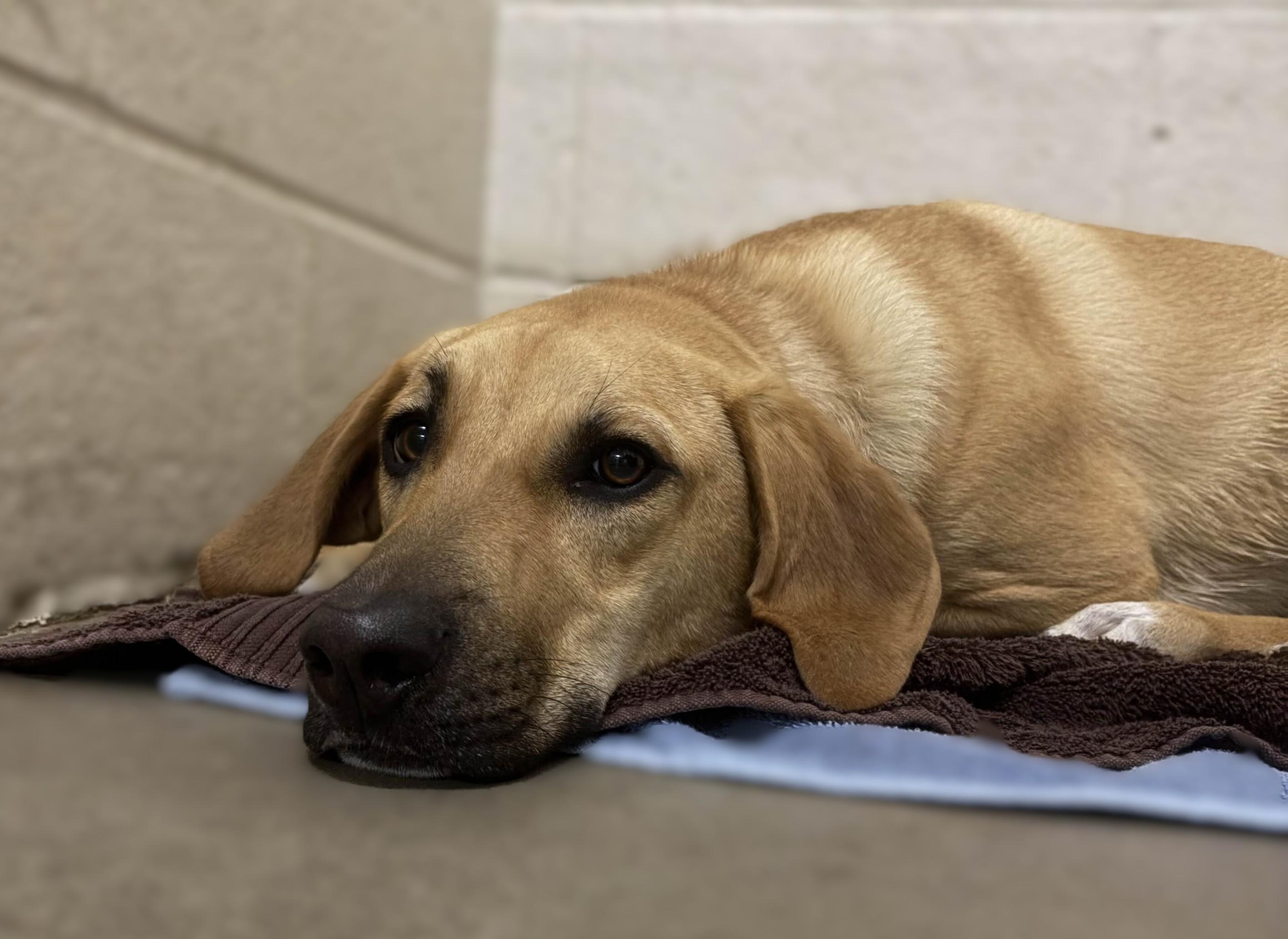 Tucker, an adoptable mixed breed in Collierville, TN image 2/5