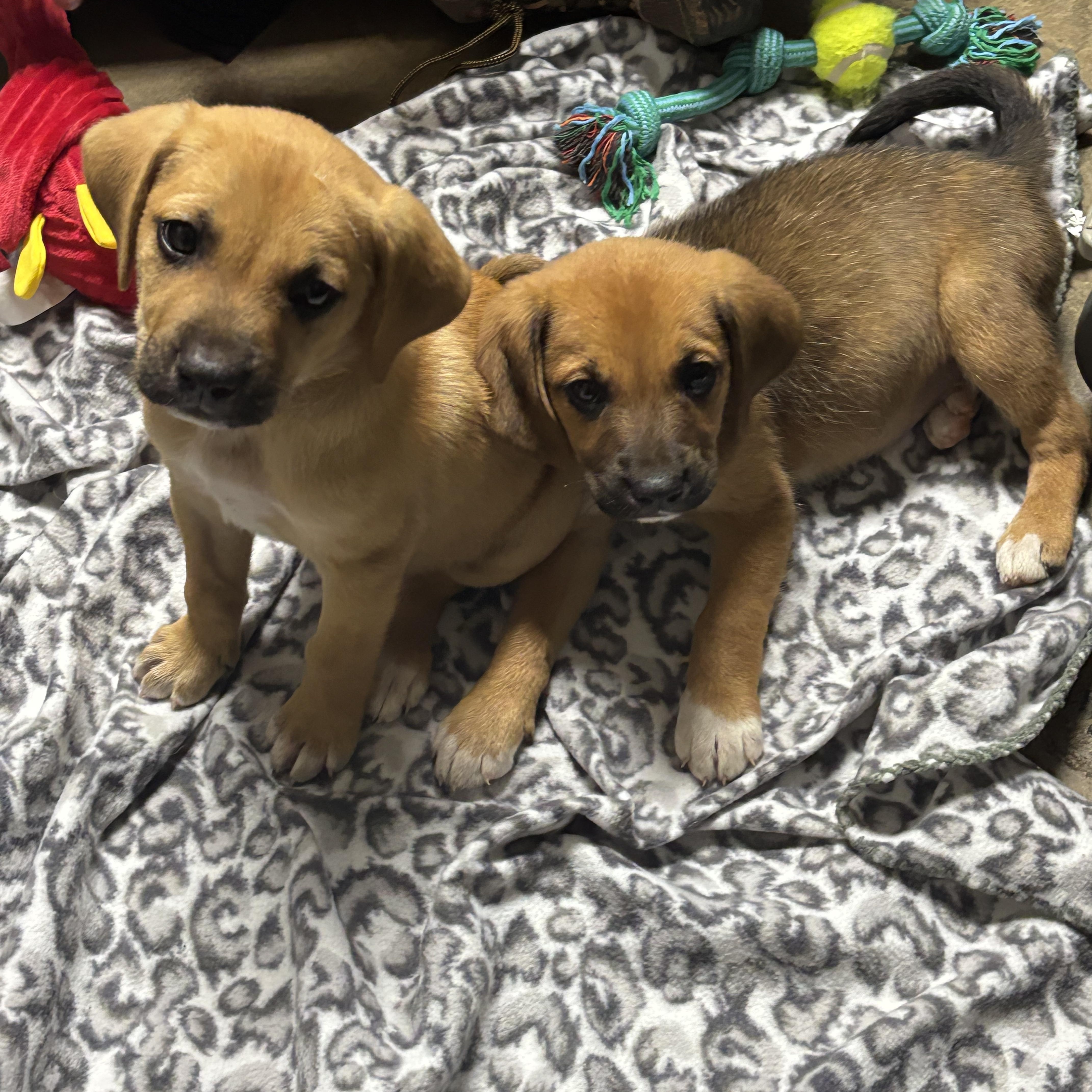 Tucker, an adoptable mixed breed in Collierville, TN image 5/5