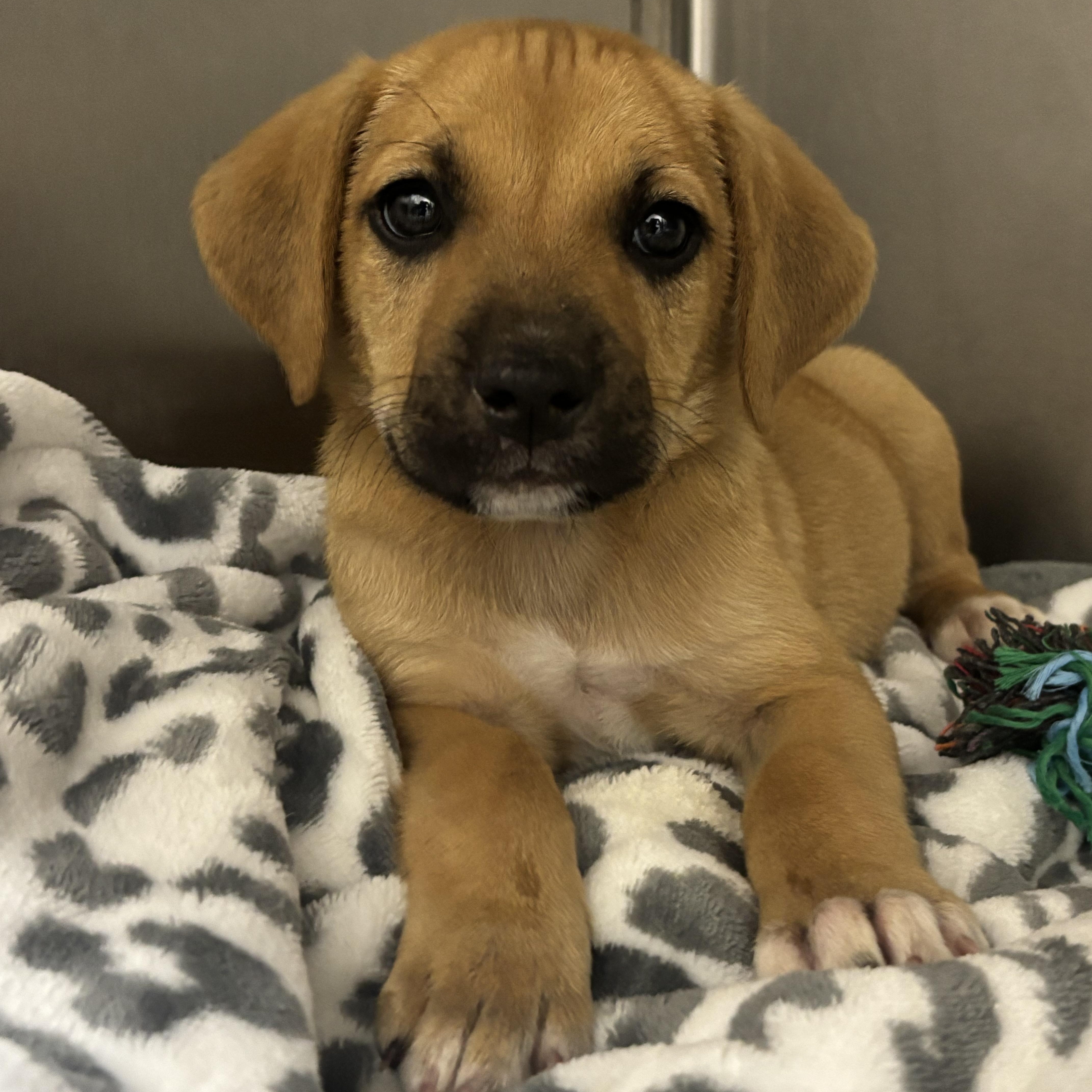 Tucker, adoptable, Puppy Male Hound & German Shepherd Dog.